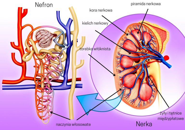 Obrzęki Pochodzenia Nerkowego Umiejscowione Są Najczęściej
